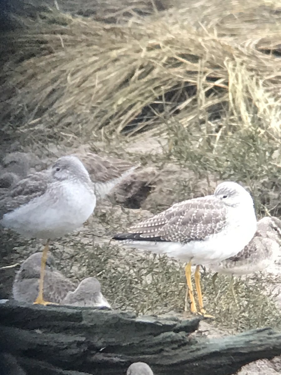 Greater Yellowlegs - ML291983101