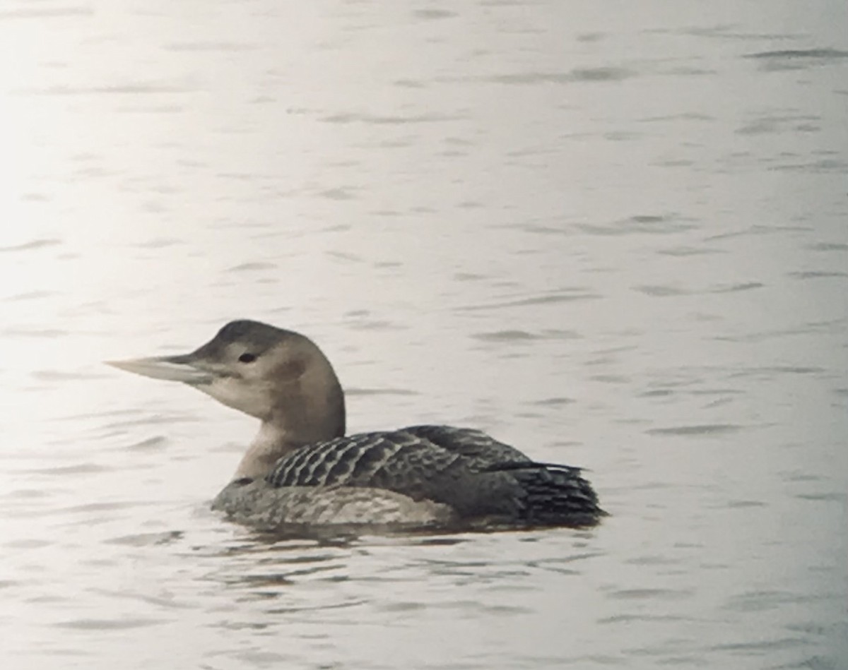 Yellow-billed Loon - ML291983191