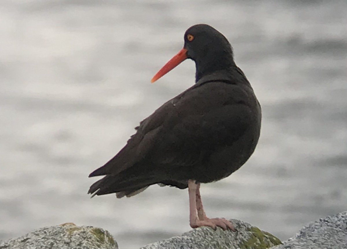 Black Oystercatcher - ML291984021