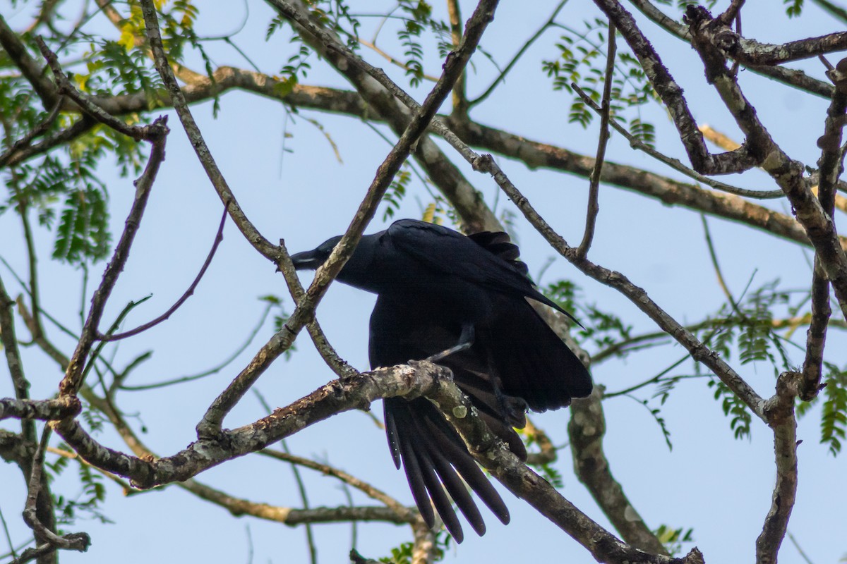 Large-billed Crow - ML291984041
