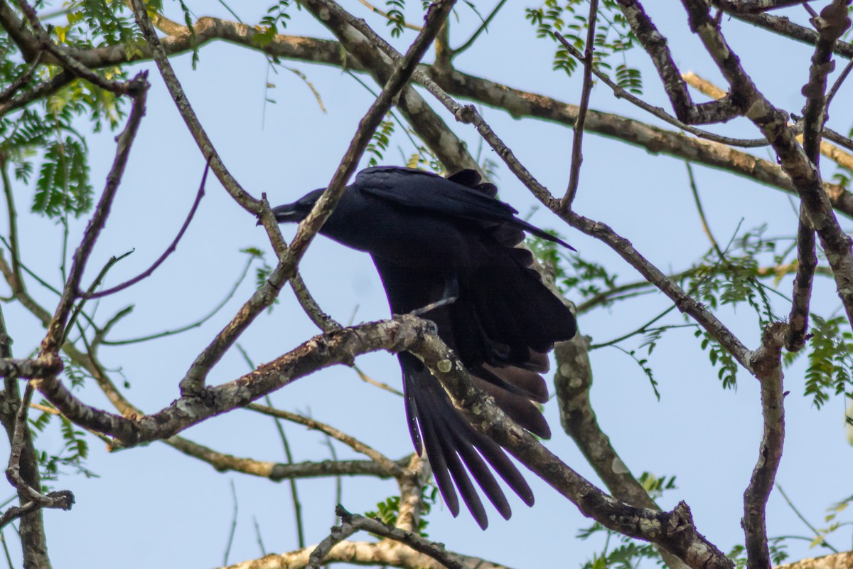 Corbeau à gros bec - ML291984161