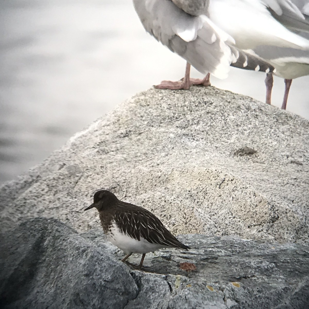 Black Turnstone - ML291984201