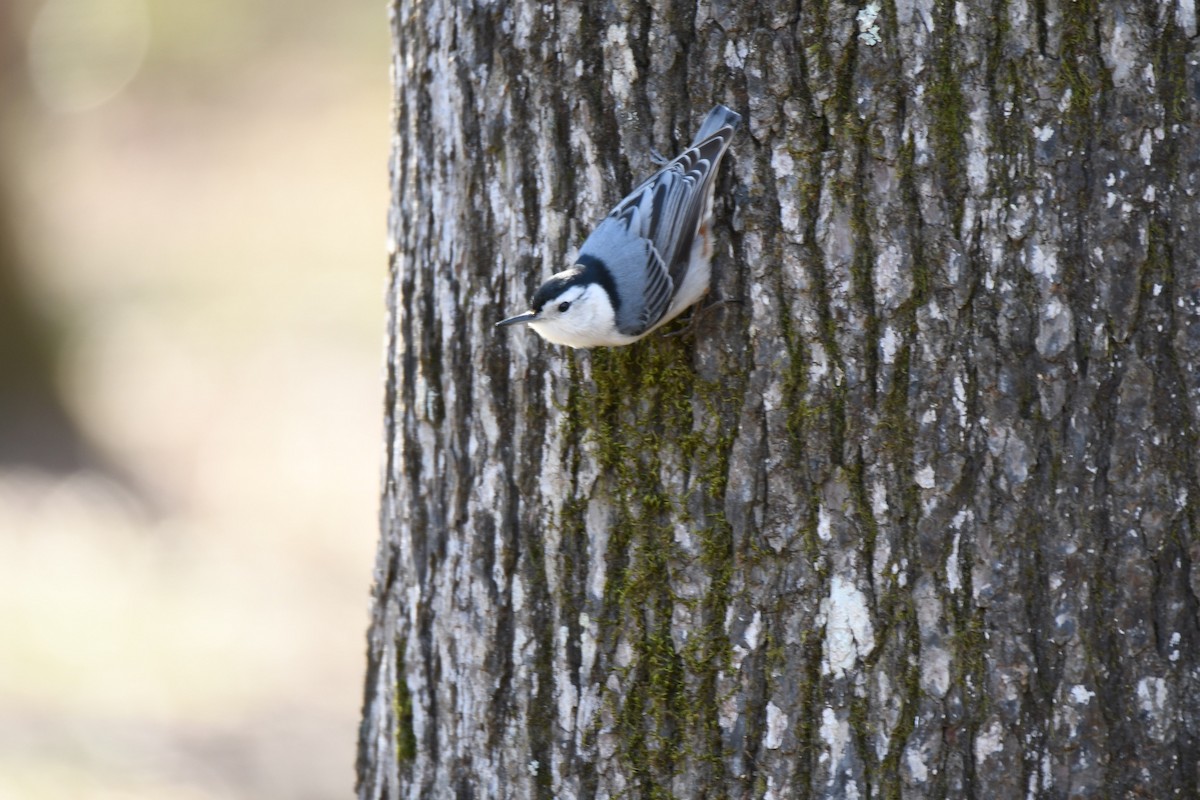 White-breasted Nuthatch - ML291986731