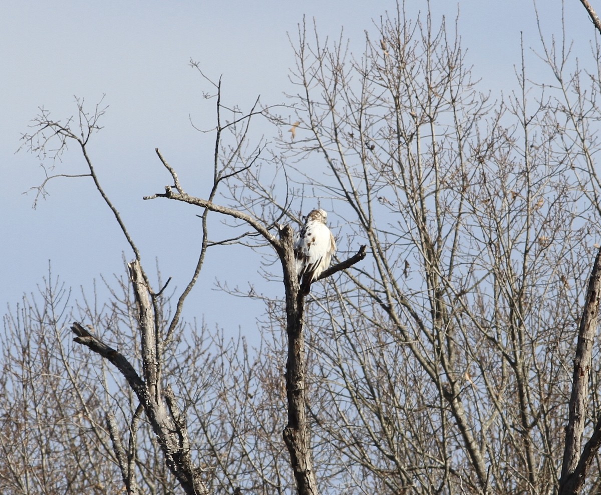 Red-tailed Hawk - ML291988401