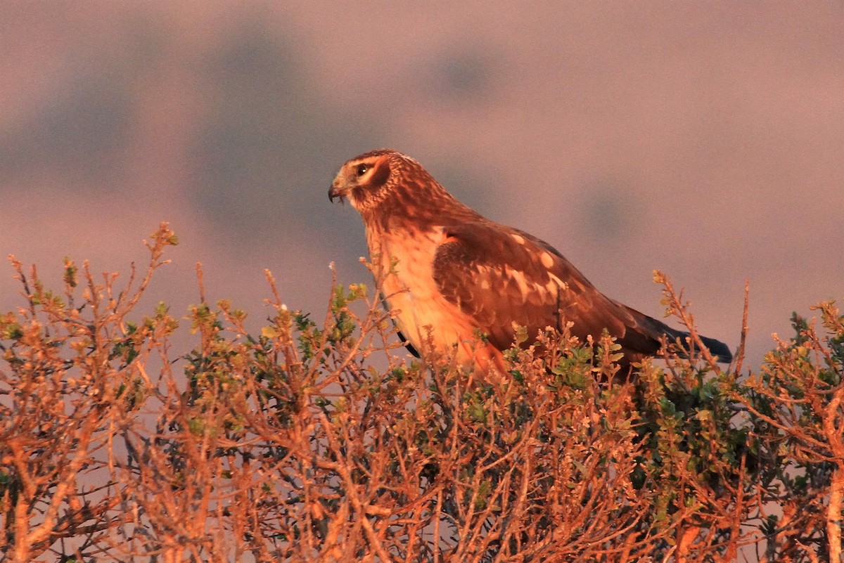 Northern Harrier - ML291988491