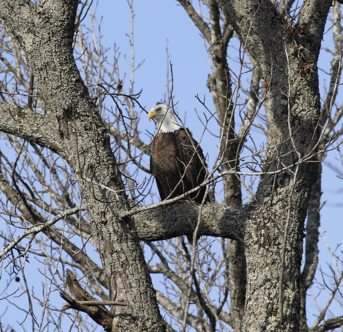 Bald Eagle - Cindy Franklin