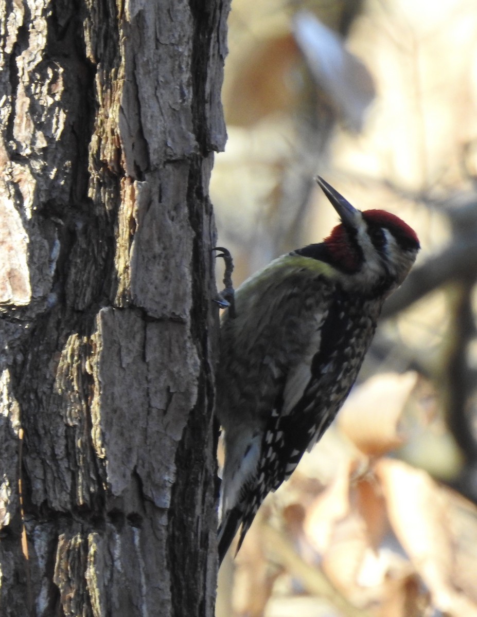 Yellow-bellied Sapsucker - ML291991311