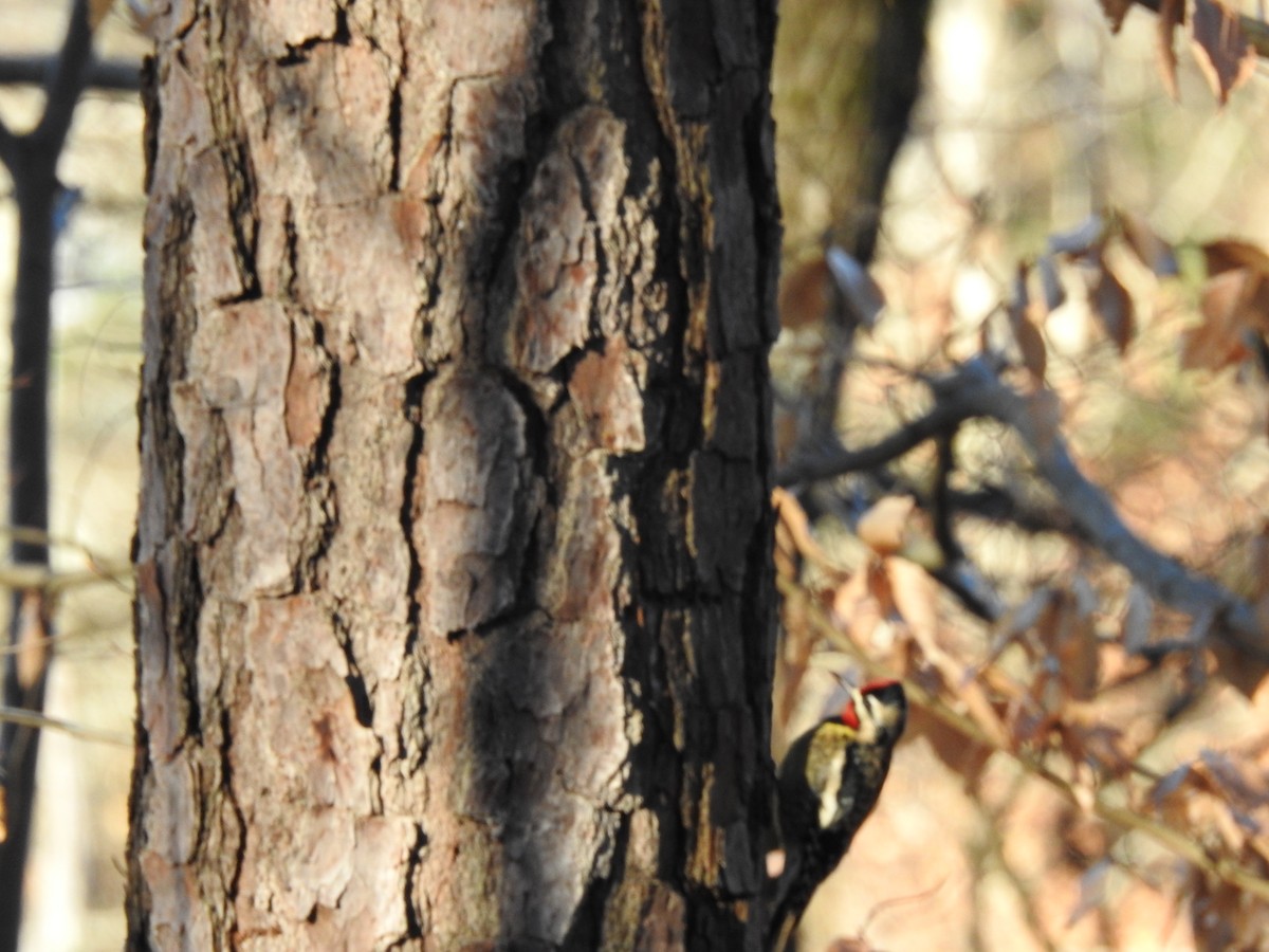 Yellow-bellied Sapsucker - ML291991351