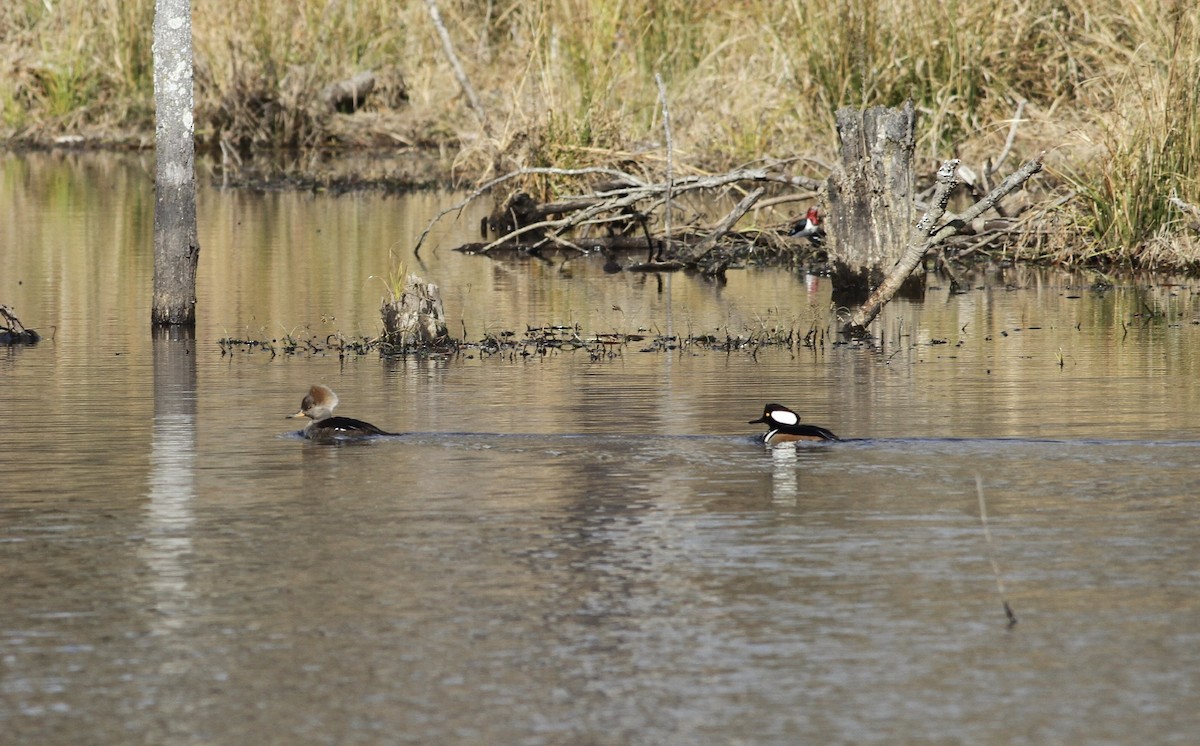 Hooded Merganser - ML291991381