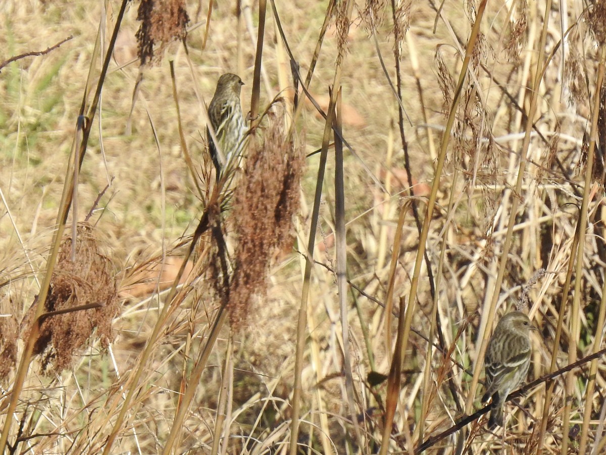 Pine Siskin - ML291991621