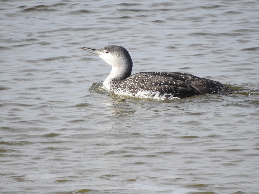 Red-throated Loon - ML291991911