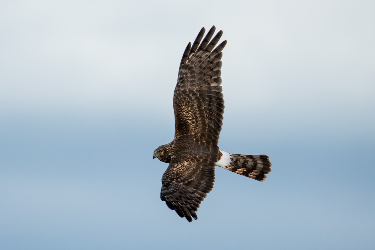 Northern Harrier - ML291992101