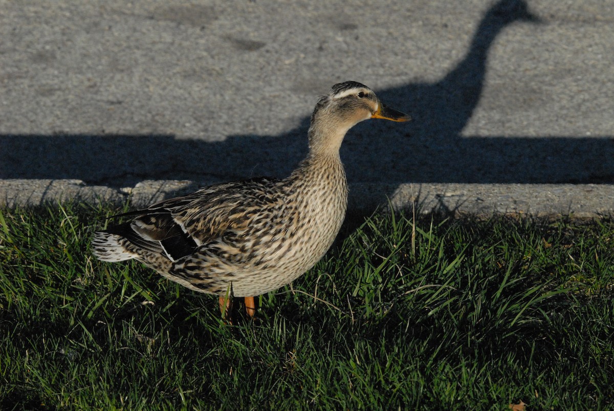 Canard colvert - ML291992491