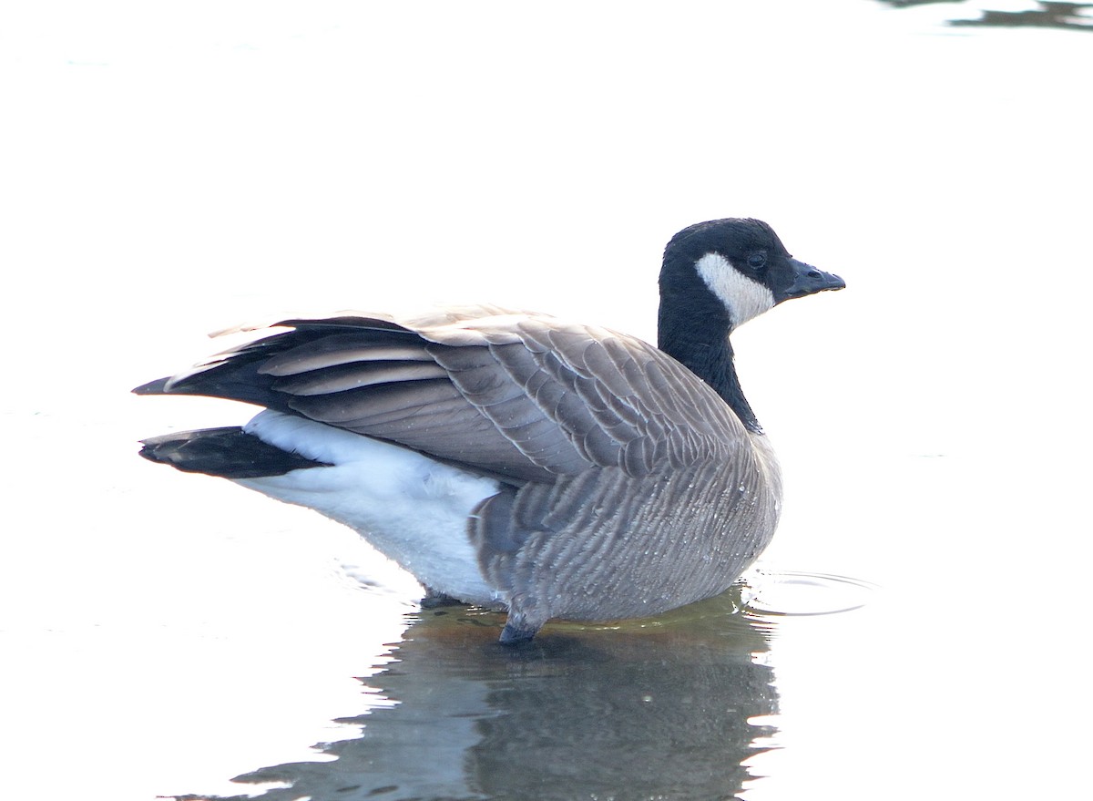 Cackling Goose - ML291993471