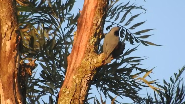 Indian Nuthatch - ML291994531