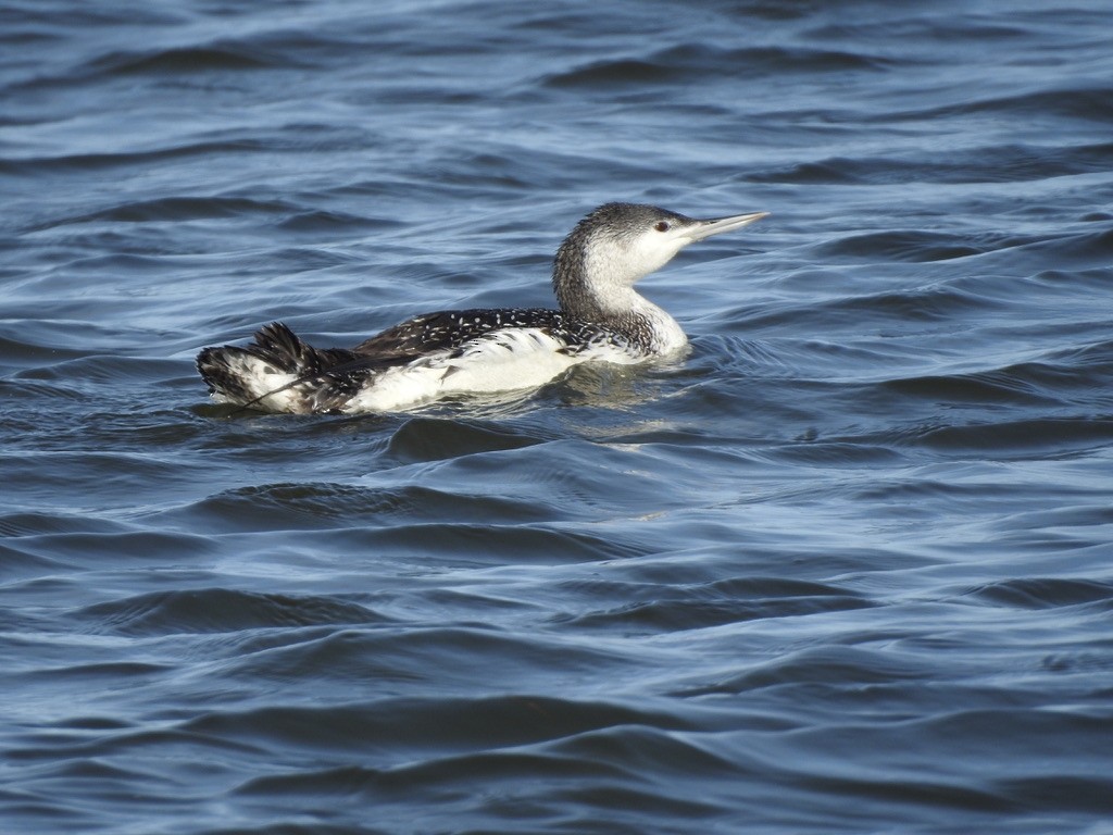 Red-throated Loon - ML291994931