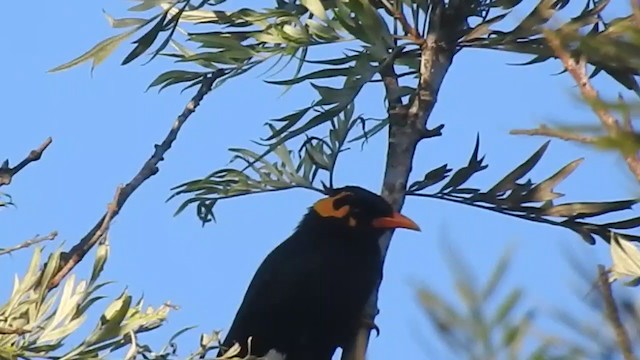 Southern Hill Myna - ML291997411