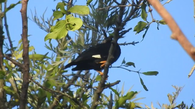 Southern Hill Myna - ML291997481