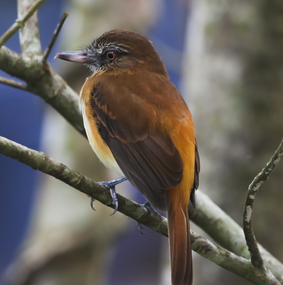 Bright-rumped Attila - Isaias Morataya