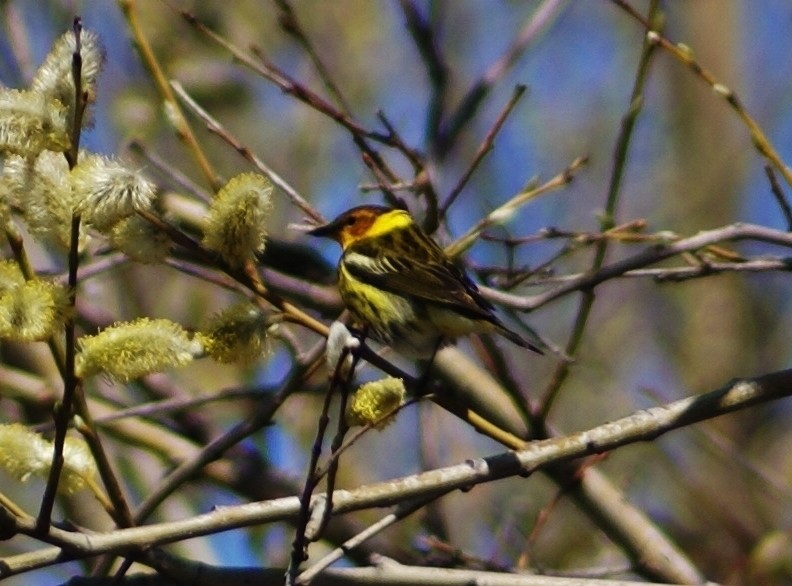 Cape May Warbler - ML29199891