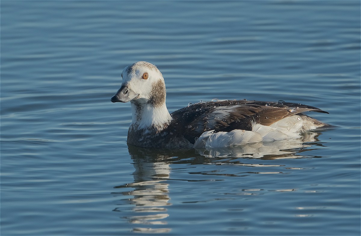 Long-tailed Duck - ML291999101