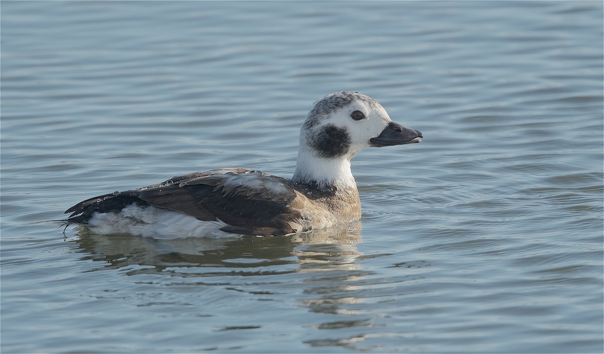 Long-tailed Duck - ML291999111