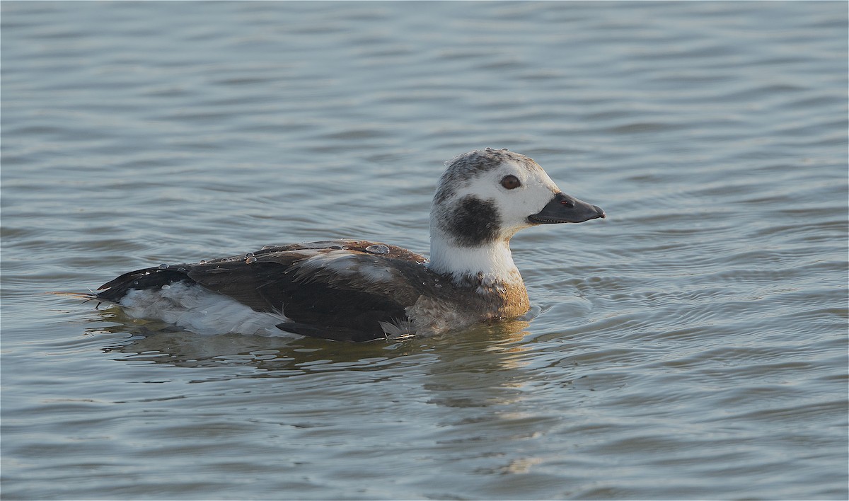 Long-tailed Duck - ML291999131