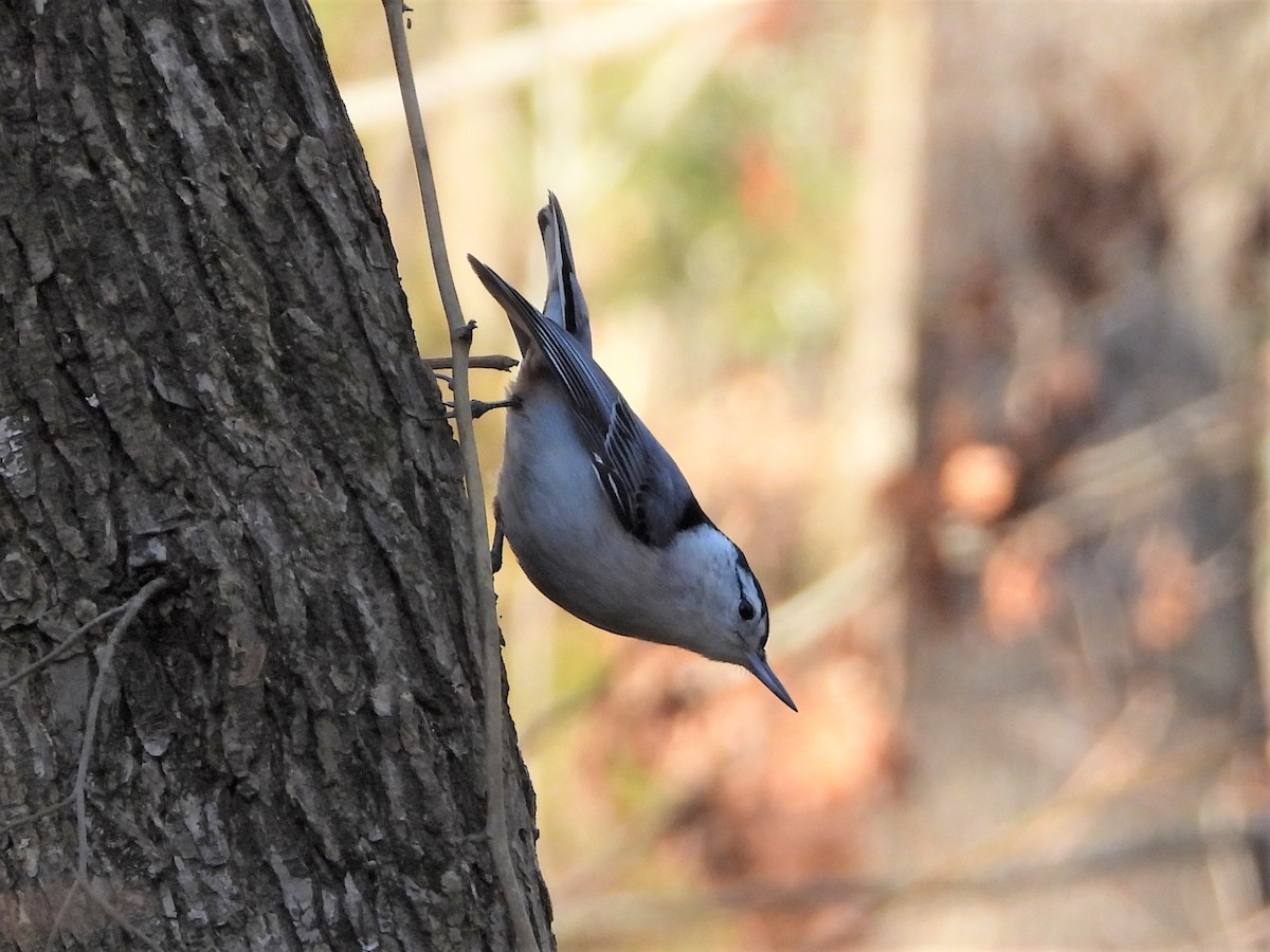 White-breasted Nuthatch - Mark Nolen