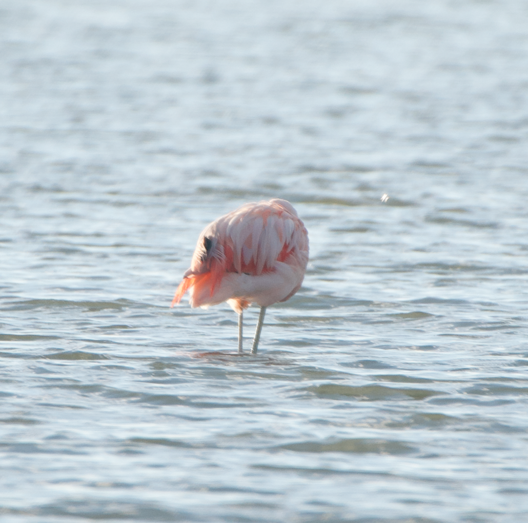Chilean Flamingo - ML292000091