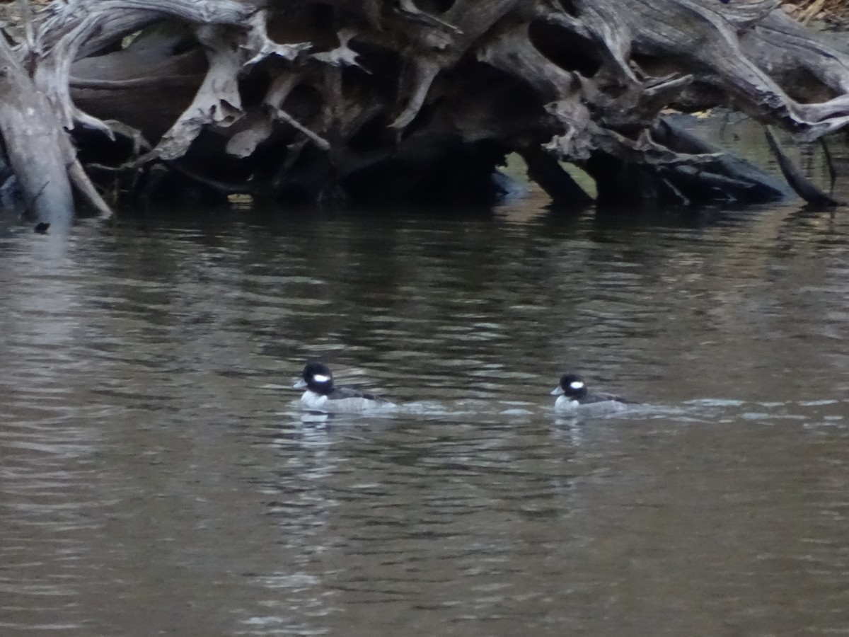 Bufflehead - ML292000381