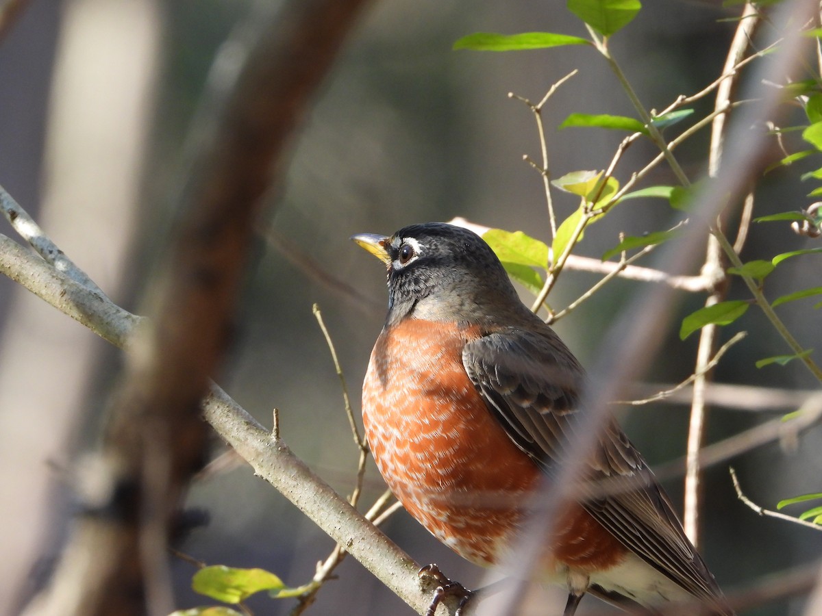 American Robin - ML292001391