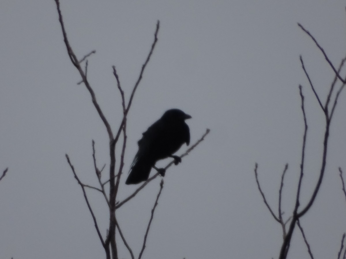 American Crow - Heather Rutherford