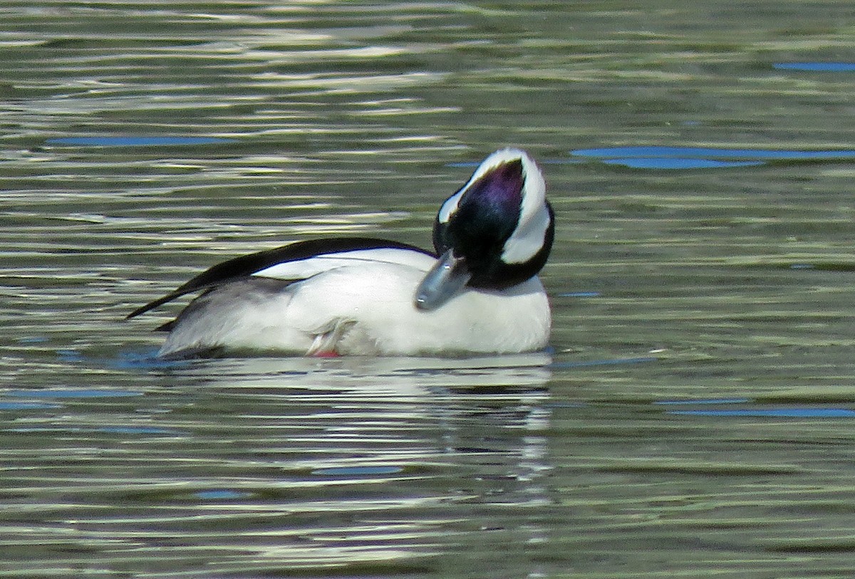 Bufflehead - Diane Drobka