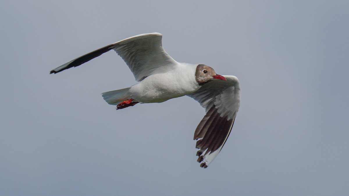 Brown-hooded Gull - ML292009701