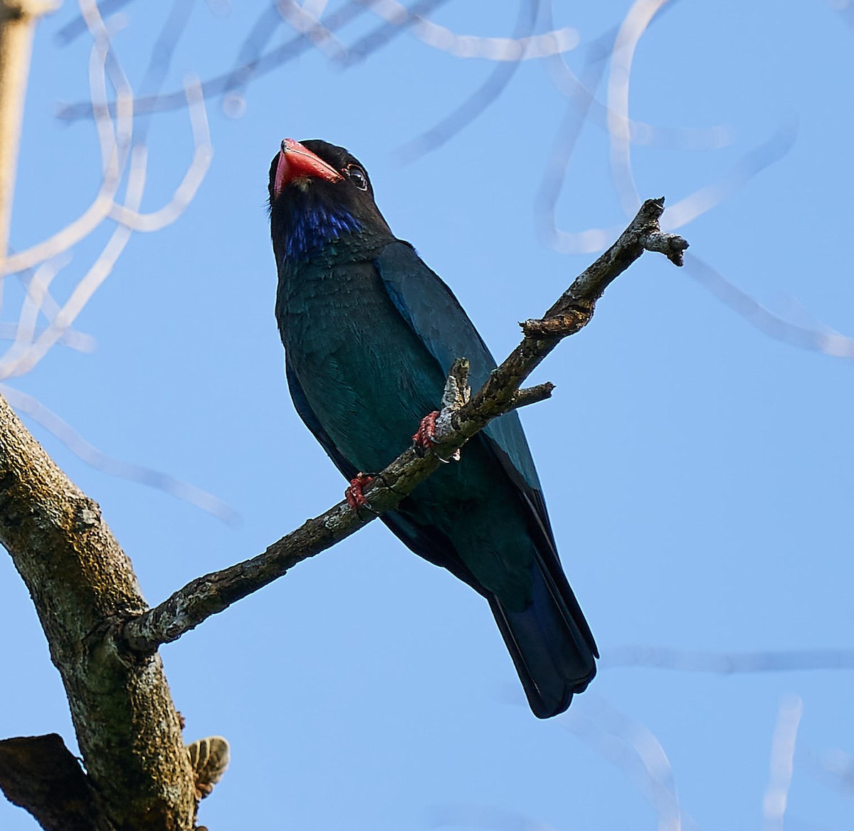 Dollarbird - ML292010671