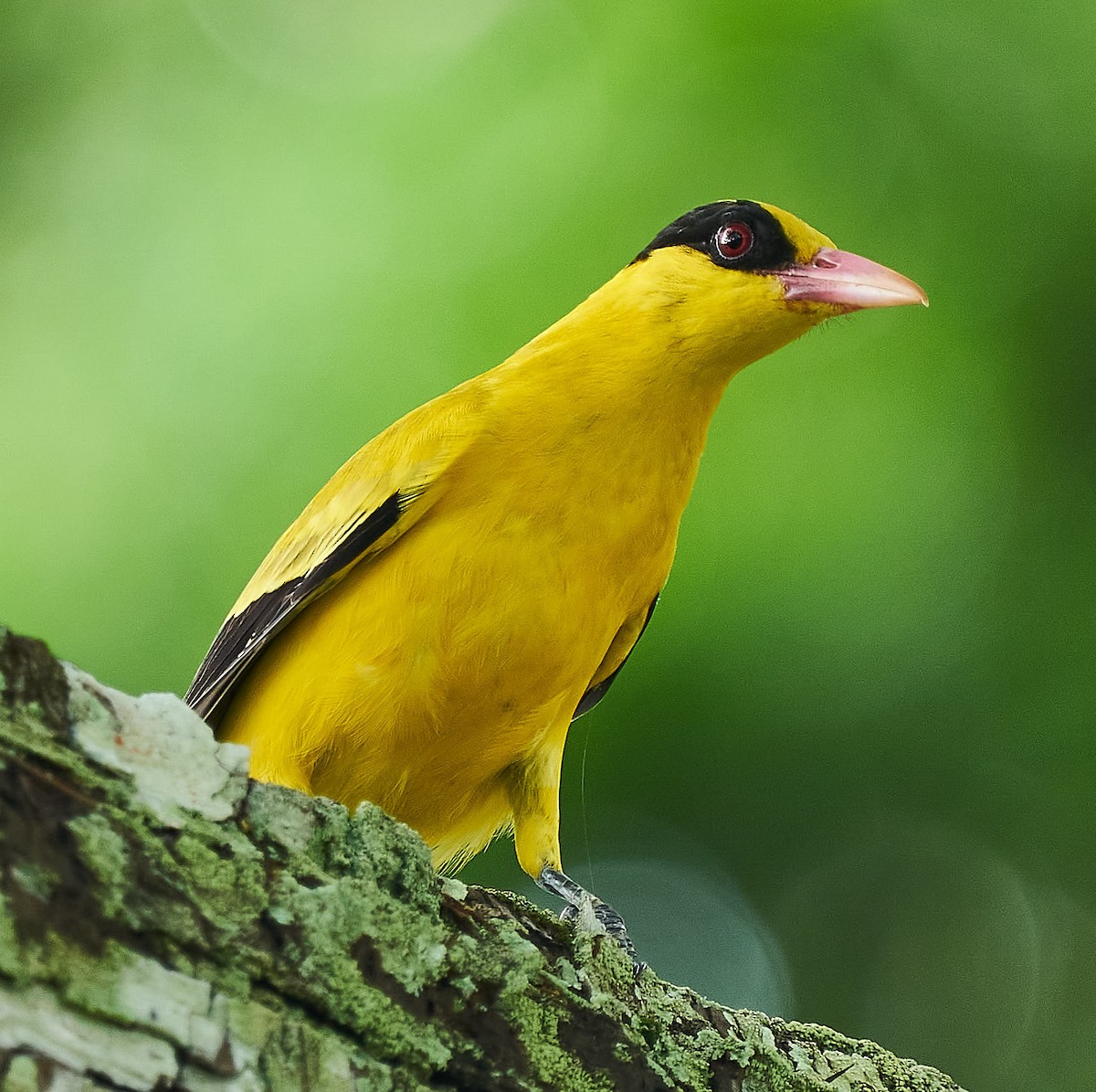 Black-naped Oriole - Steven Cheong