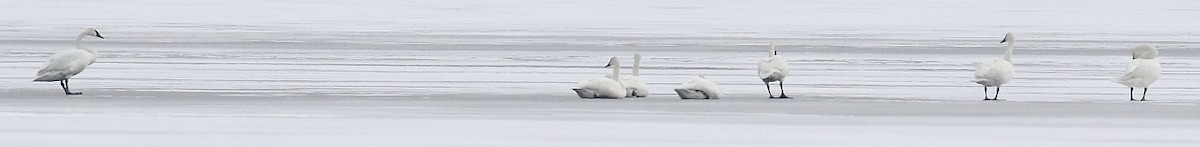 Trumpeter Swan - ML292011141