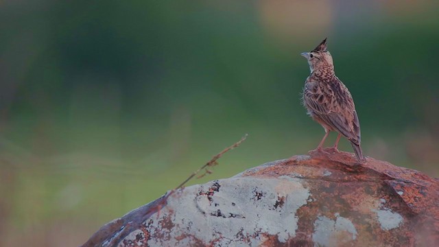 Malabar Lark - ML292011321