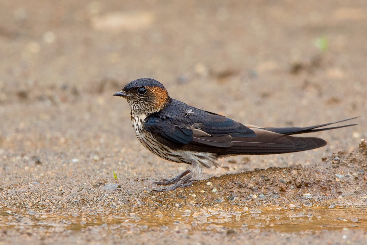 Striated Swallow - ML292011611