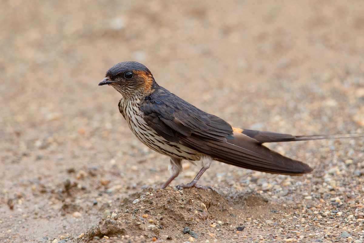Eastern Red-rumped Swallow (Striated) - ML292011661