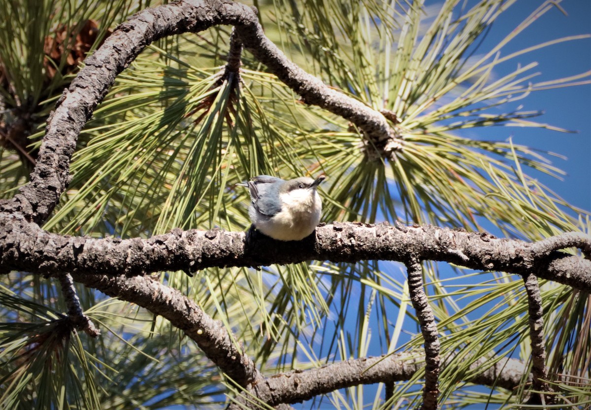 Pygmy Nuthatch - ML292011741