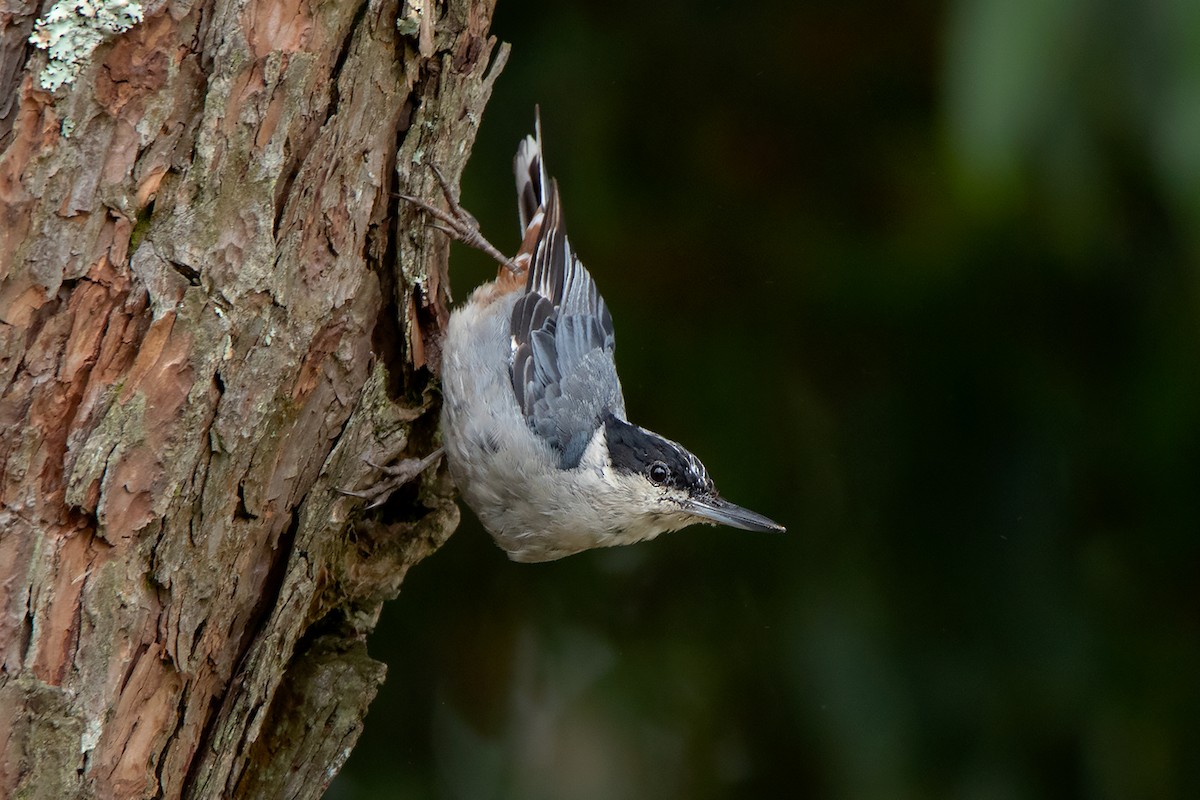 Giant Nuthatch - ML292012351