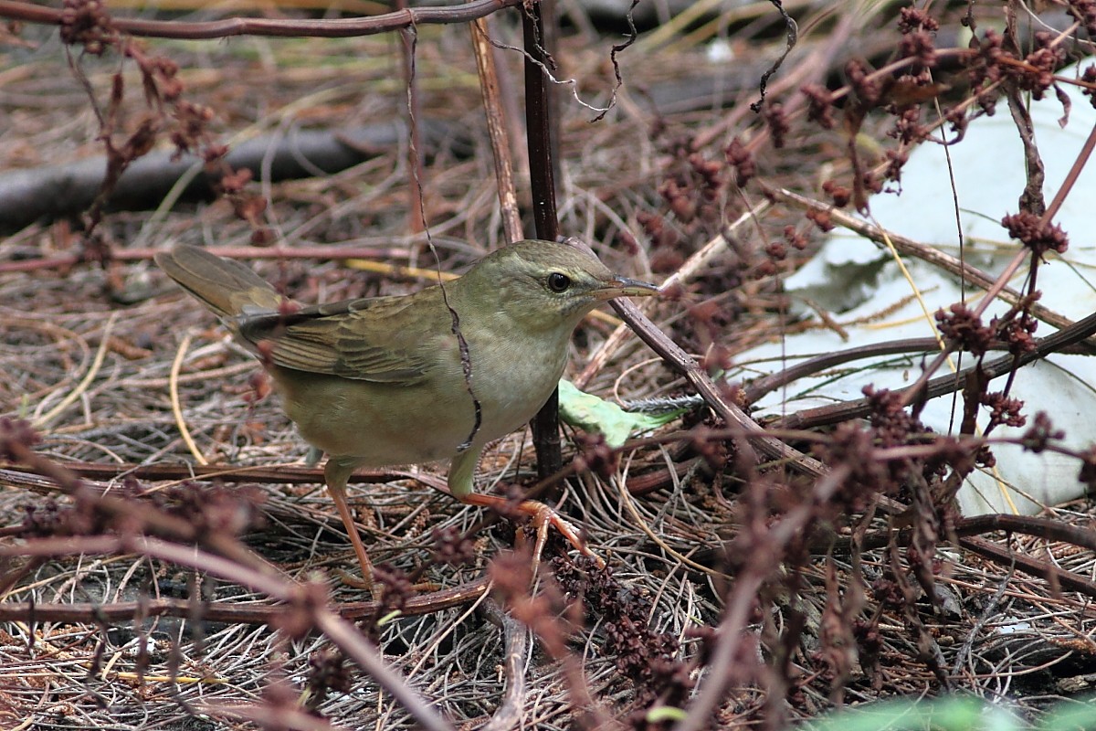 Middendorff's Grasshopper Warbler - Zhi-Yuan Cai