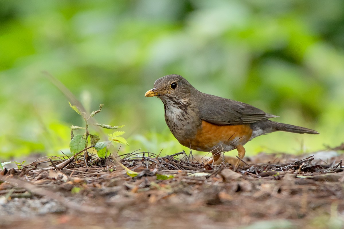 Black-breasted Thrush - ML292012441