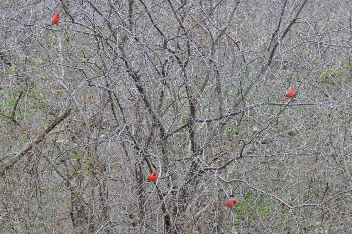 Northern Cardinal - ML292013901