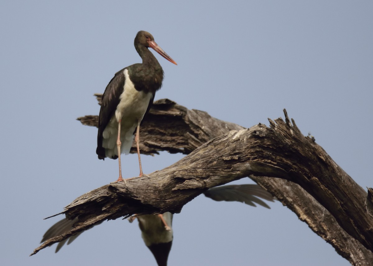Black Stork - MAYANK NAMDEO