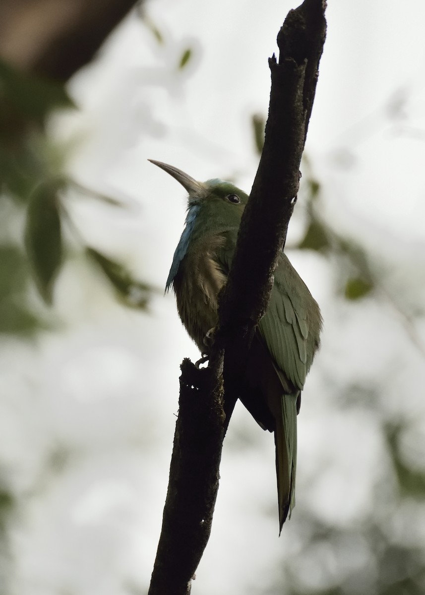 Blue-bearded Bee-eater - ML292015091