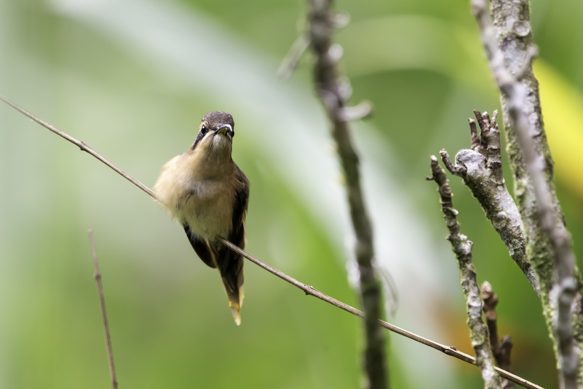 Stripe-throated Hermit - Jorge Eduardo Ruano