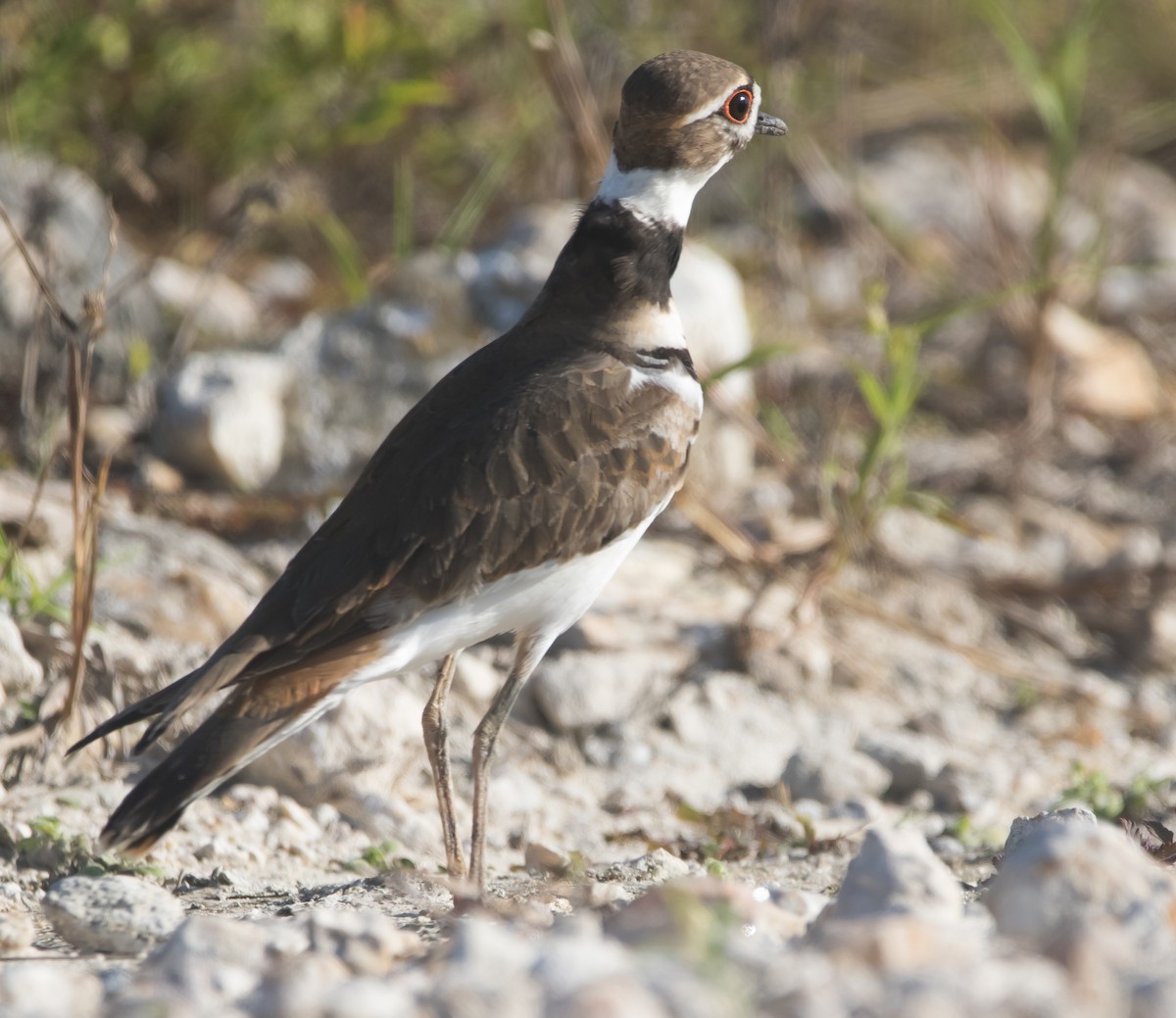 Killdeer - ML292016671