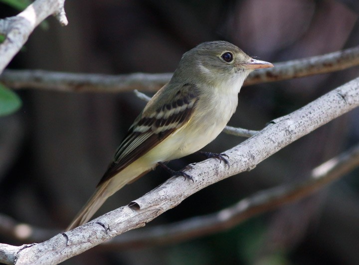 Acadian Flycatcher - Kris Petersen
